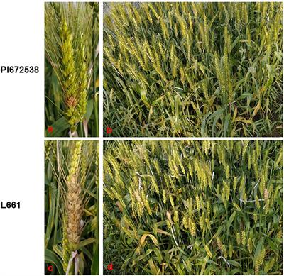 Three novel QTLs for FHB resistance identified and mapped in spring wheat PI672538 by bulked segregant analysis of the recombinant inbred line